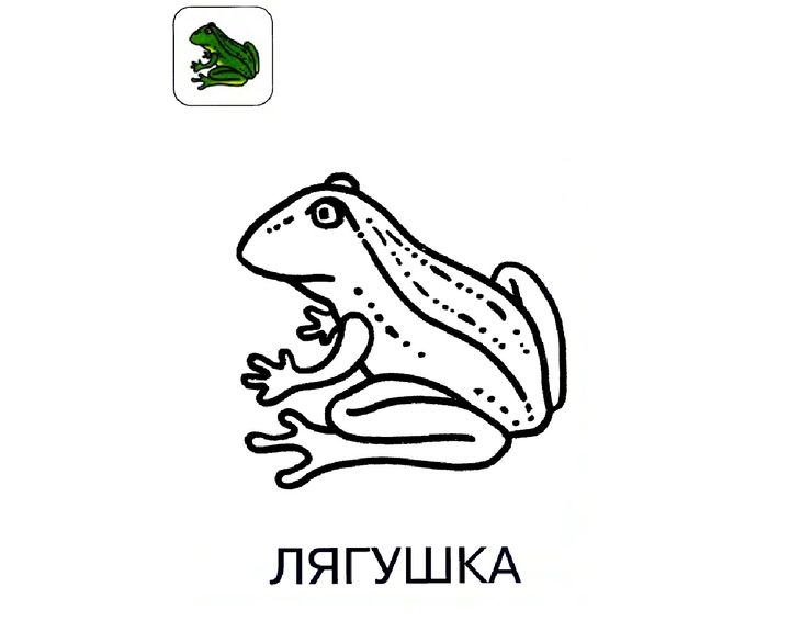 Розмальовка жаба (42 фото)