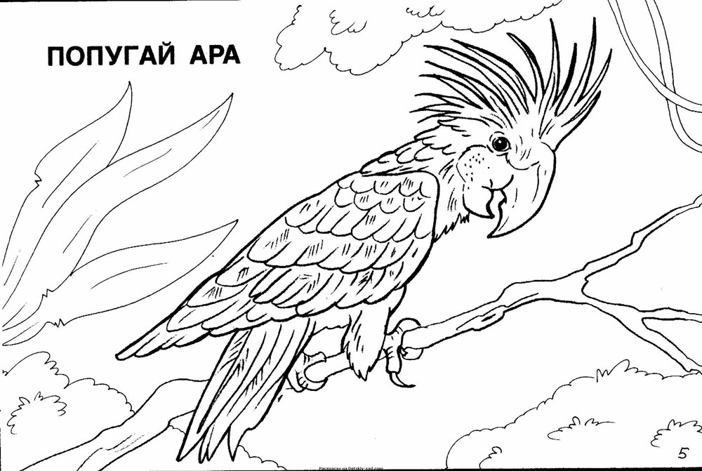 Розмальовки з дикими тваринами (32 картинки)