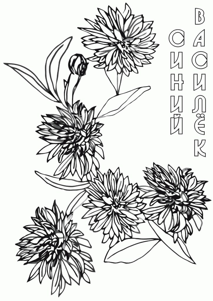 Розмальовка з васильком (40 фото)
