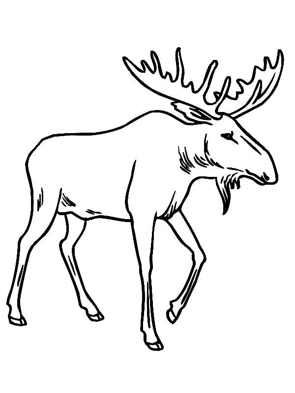 Розмальовка про лося (34 фото)