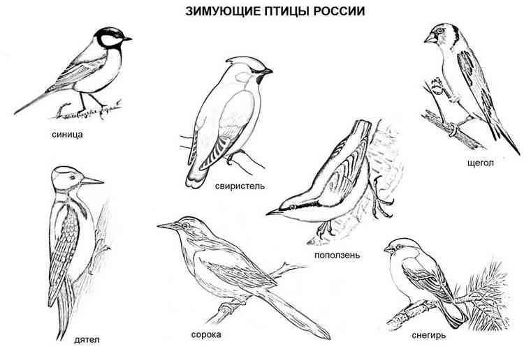 Розмальовки для дітей &laquo;Перелітні птахи&raquo; роздрукувати (33 фото)