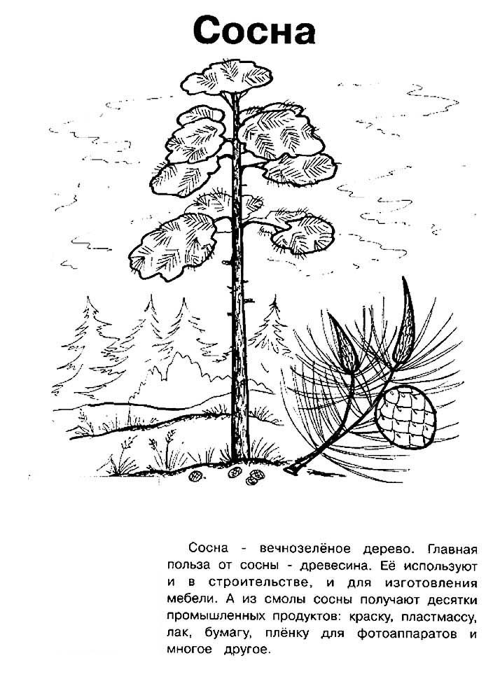 Розмальовка &laquo;Сосна&raquo; (20 фото)