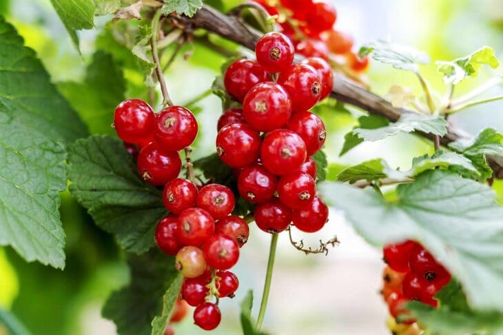 Підживлення смородини крохмалем: рецепт добрива навесні