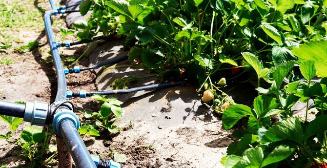 Підживлення полуниці у червні у відкритому ґрунті для великого врожаю