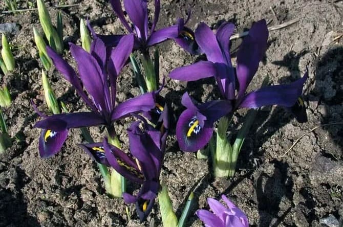 Які квіти схожі на іриси, фото та назву рослин