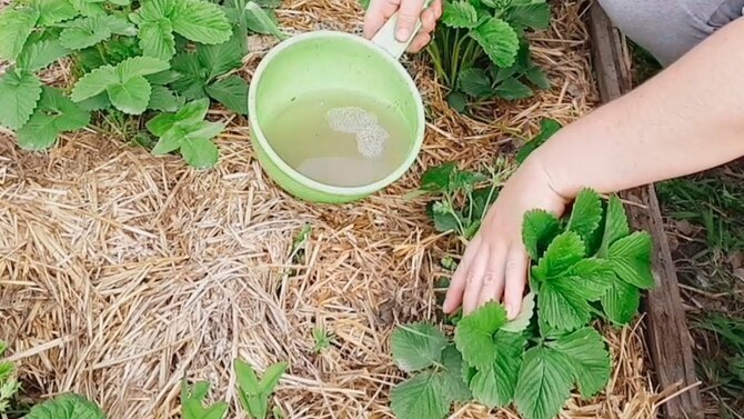 Підживлення полуниці у червні у відкритому ґрунті для великого врожаю