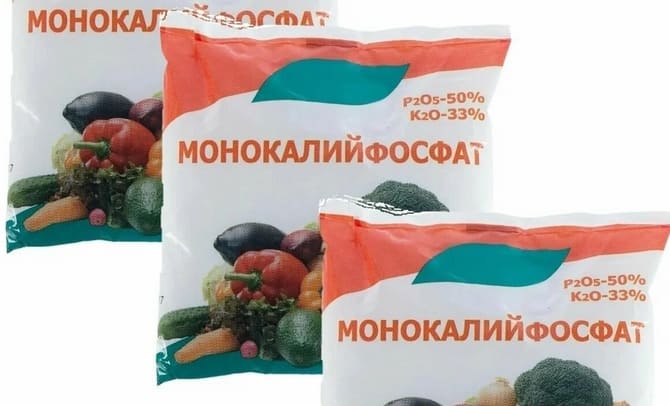 Підживлення капусти у червні у відкритому ґрунті для гарного врожаю