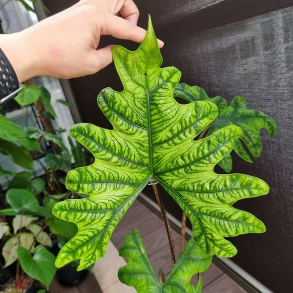 Сорт алоказії &laquo;Жаклін&raquo; опис з фото, особливості, догляд у домашніх умовах