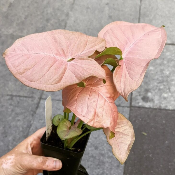 Особливості сингоніуму сорту &laquo;Неон Пінк&raquo; (Neon Pink), догляд у домашніх умовах