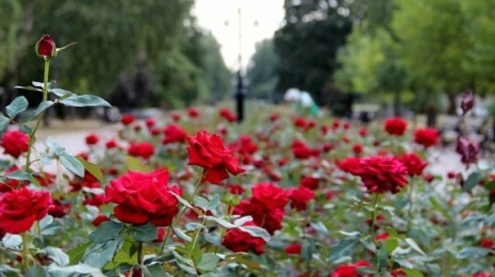 Чайно-гібридні троянди: сорти та вирощування