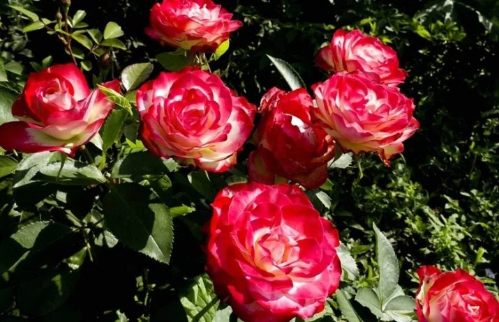 Чайно-гібридні троянди: сорти та вирощування