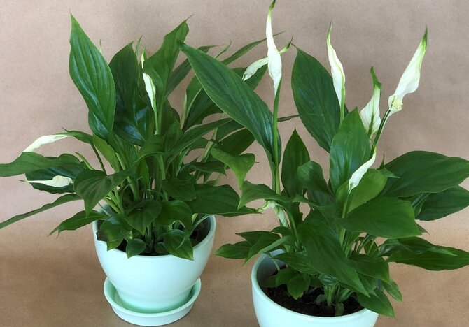 Як доглядати квітку &laquo;Жіноче щастя&raquo;, особливості утримання спатифілуму в домашніх умовах