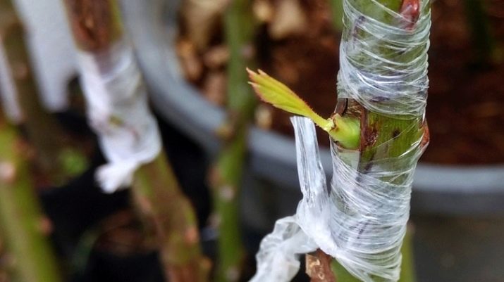Кореневласна троянда: опис та вирощування