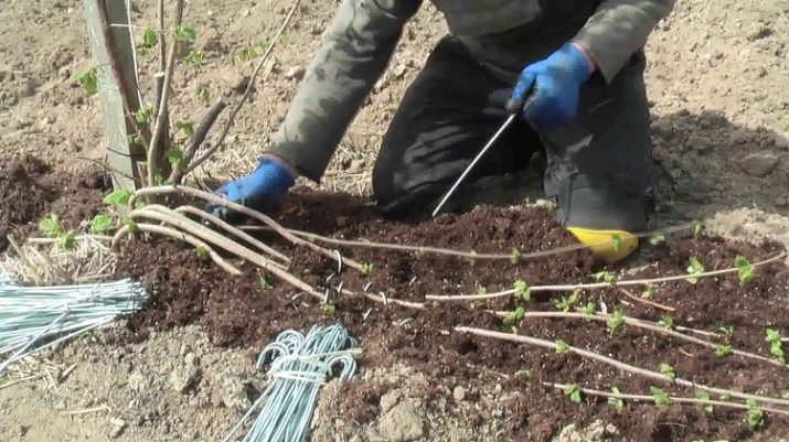Кущові троянди: сорти та вирощування