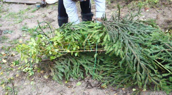 Маленькі троянди: різновиди та вирощування