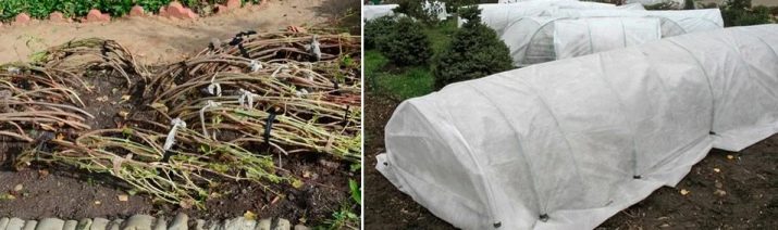 Підготовка плетистої троянди до зими