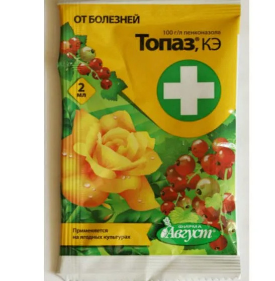 Підготовка плетистої троянди до зими