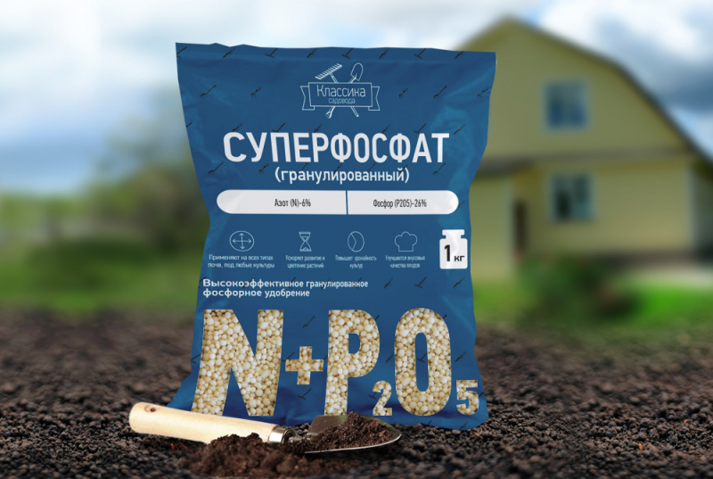 Плетиста троянда: особливості вирощування