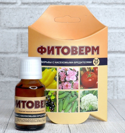 Що робити, якщо кімнатна троянда вкрилася павутинням?