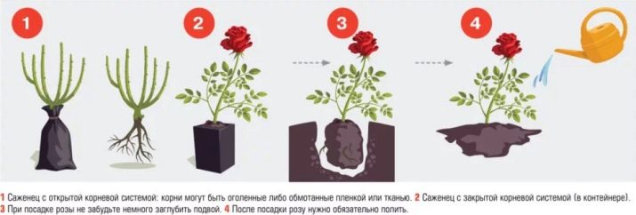 Все про бордюрні троянди