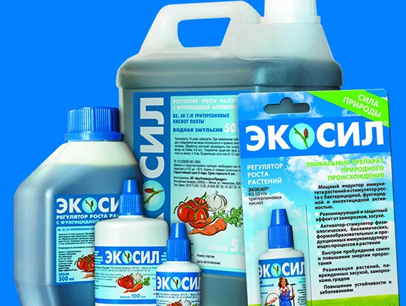 Все про бордюрні троянди