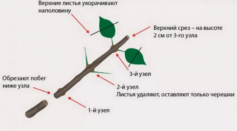 Все про кімнатні троянди