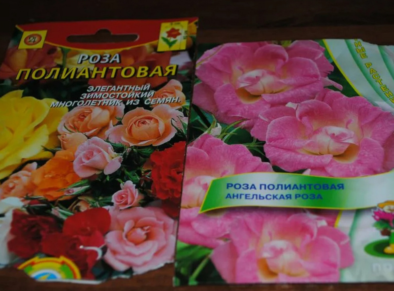 Все про кімнатні троянди