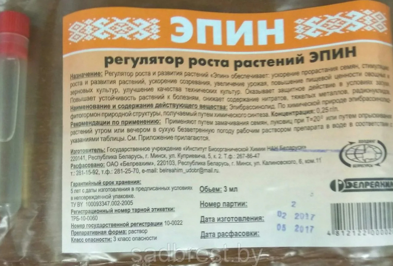 Все про кімнатні троянди