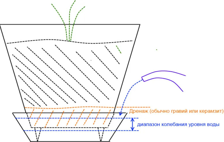 Все про кімнатні троянди