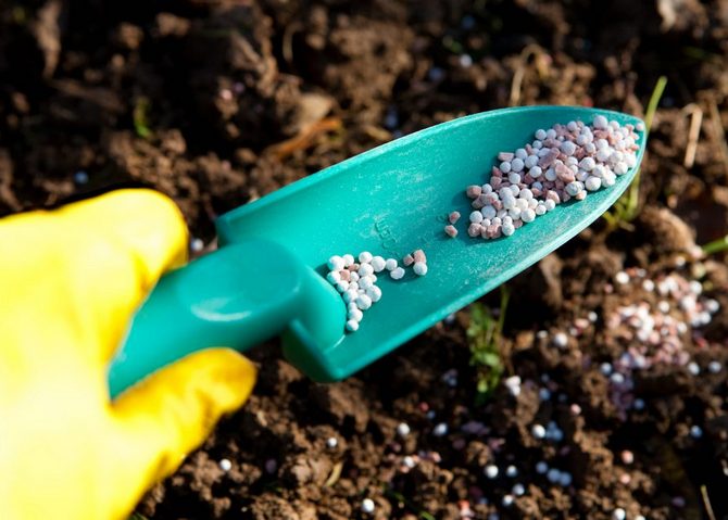 Все про піоноподібні троянди