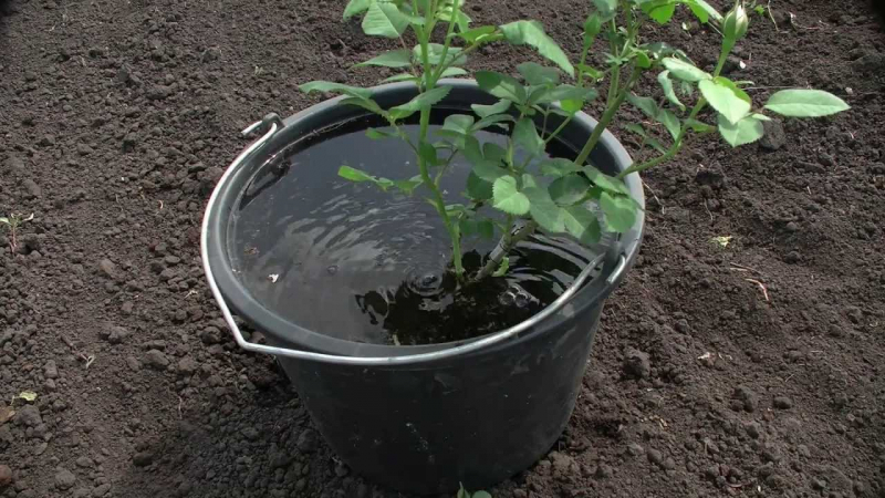 Все про піоноподібні троянди