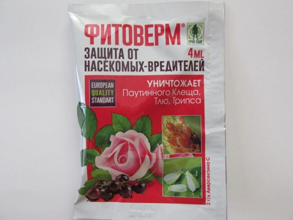 Все про плетисті троянди