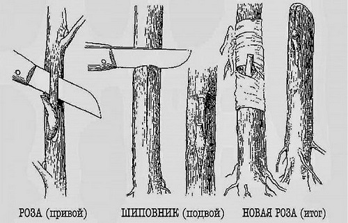 Все про плетисті троянди