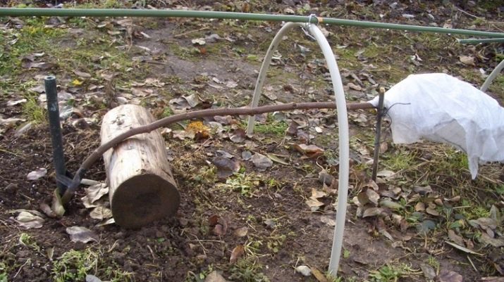 Все про штамбові троянди