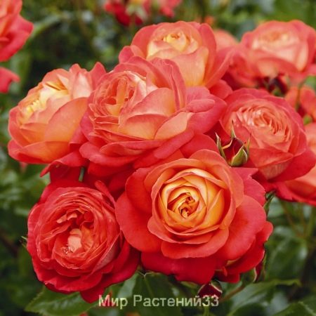 Все про троянду флорибунда