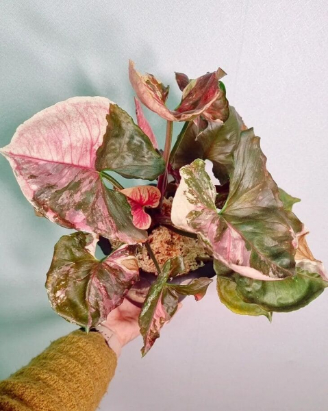 Сорт сингоніуму &laquo;Полуничний лід&raquo; (Strawberry Ice), опис, фото, особливості вирощування