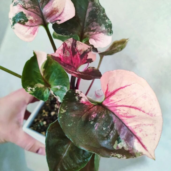 Сорт сингоніуму &laquo;Полуничний лід&raquo; (Strawberry Ice), опис, фото, особливості вирощування