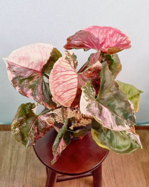 Сорт сингоніуму &laquo;Полуничний лід&raquo; (Strawberry Ice), опис, фото, особливості вирощування
