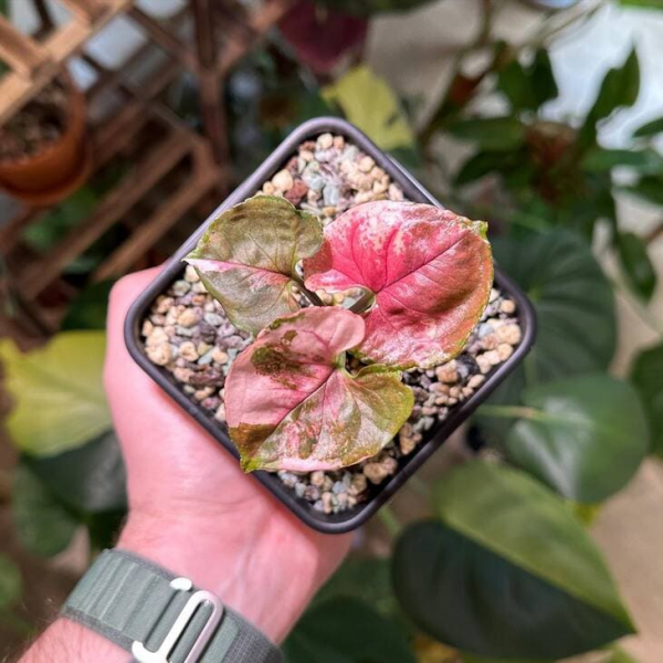 Сорт сингоніуму &laquo;Полуничний лід&raquo; (Strawberry Ice), опис, фото, особливості вирощування