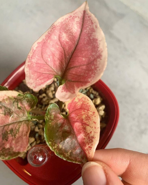 Сорт сингоніуму &laquo;Полуничний лід&raquo; (Strawberry Ice), опис, фото, особливості вирощування