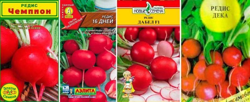 Як виростити редиску у себе на підвіконні