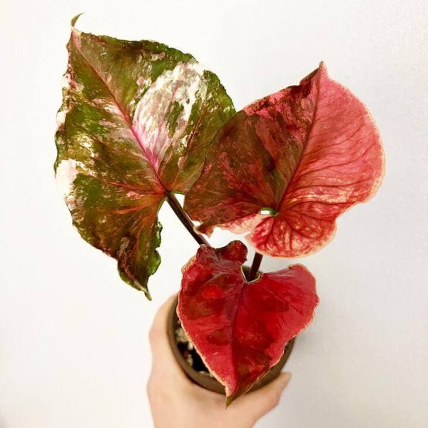 Сорт сингоніуму &laquo;Полуничний лід&raquo; (Strawberry Ice), опис, фото, особливості вирощування