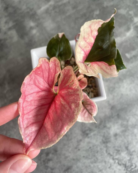 Сорт сингоніуму &laquo;Полуничний лід&raquo; (Strawberry Ice), опис, фото, особливості вирощування