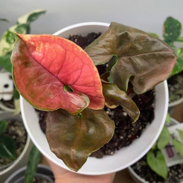 Сорт сингоніуму &laquo;Полуничний лід&raquo; (Strawberry Ice), опис, фото, особливості вирощування