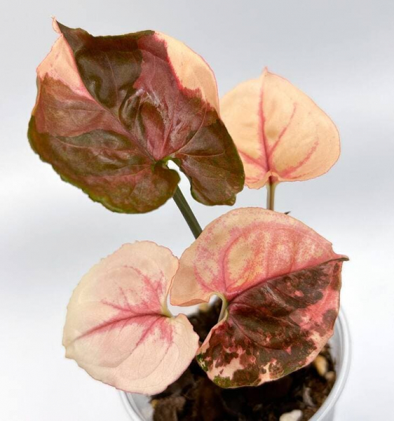 Сорт сингоніуму &laquo;Полуничний лід&raquo; (Strawberry Ice), опис, фото, особливості вирощування