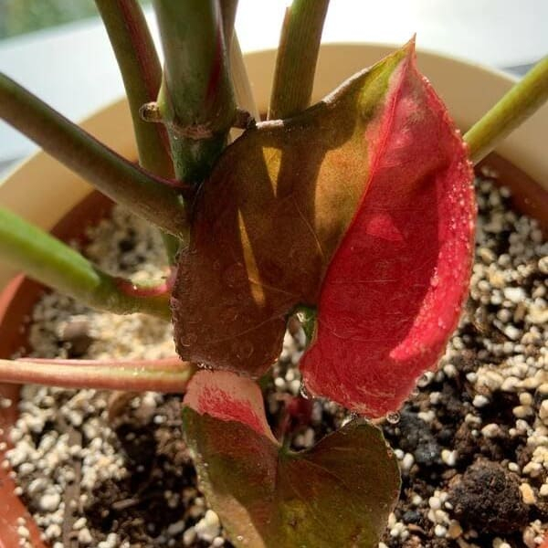 Сорт сингоніуму &laquo;Полуничний лід&raquo; (Strawberry Ice), опис, фото, особливості вирощування