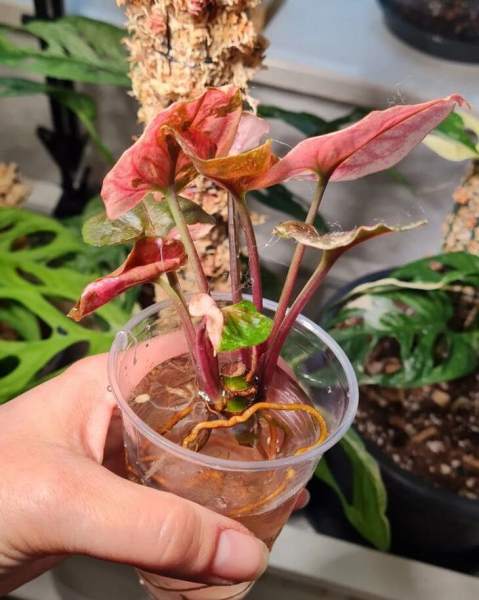 Сорт сингоніуму &laquo;Полуничний лід&raquo; (Strawberry Ice), опис, фото, особливості вирощування