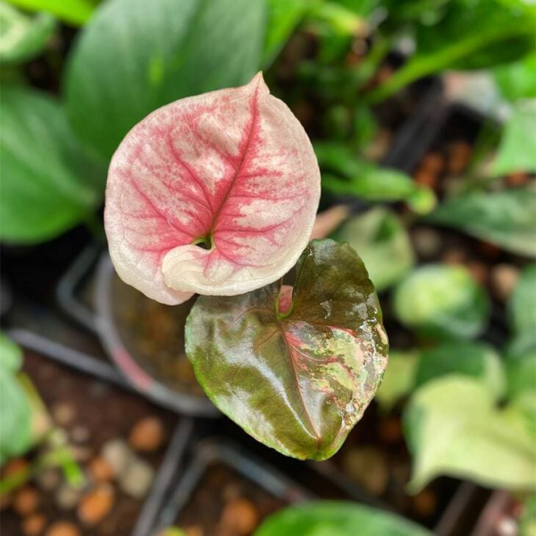 Сорт сингоніуму &laquo;Полуничний лід&raquo; (Strawberry Ice), опис, фото, особливості вирощування