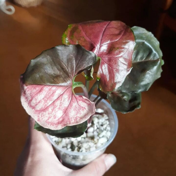 Сорт сингоніуму &laquo;Полуничний лід&raquo; (Strawberry Ice), опис, фото, особливості вирощування