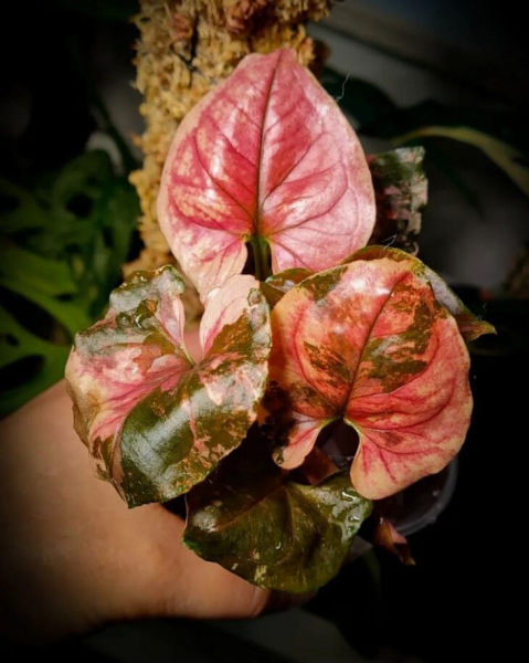 Сорт сингоніуму &laquo;Полуничний лід&raquo; (Strawberry Ice), опис, фото, особливості вирощування